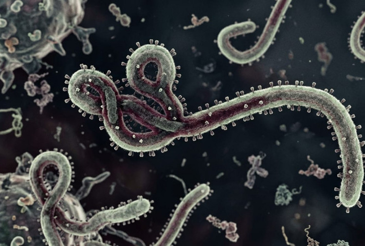 Waspada Ebola! Pemerintah RI Perkuat Pengawasan Pintu Masuk Negara