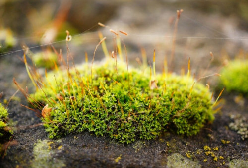 7 Bahan Alami Bebas Kimia Musnahkan Rumput Liar dari Kebun dan Pekarangan Rumah