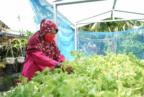 Kilang Pertamina Plaju Berdayakan Masyarakat Manfaatkan Pekarangan Produksi Pangan