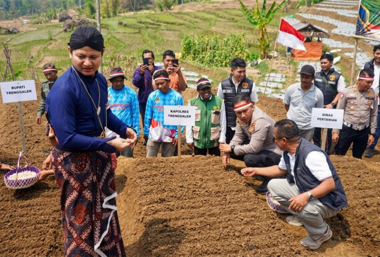 Trenggalek Budi Dayakan Bawang Putih, Siap Cukupi Kebutuhan Pasar Dalam Negeri