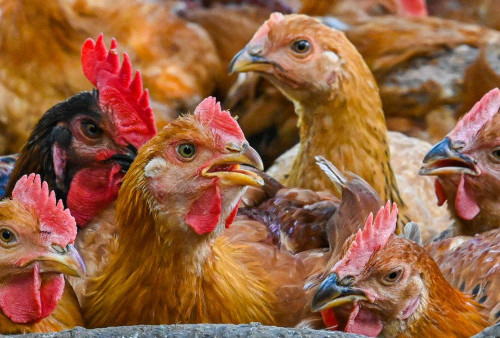 Penyebab Krisis Ayam Malaysia: Pekerja Luar Negeri Belum Kembali, Indonesia Pegang Peranan Vital