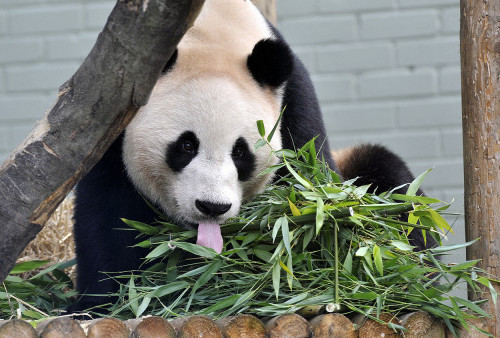 Selamat Tinggal, Satu-satunya Pasangan Panda di Inggris Pulang ke Tiongkok