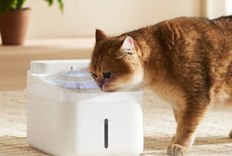 Xiaomi Rilis Smart Pet Water Fountain dengan Sterilisasi UV-C untuk Hewan Peliharaan