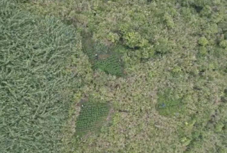 Soal 59 Ladang Ganja yang Ditemukan di Bromo, Kemenhut Tegaskan Tak Terkait Pembatasan Drone