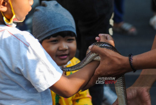 Anak membawa ular piliharaan kelompok pecinta satwa saat Hari Bebas Kendaraan Bermotor atau 