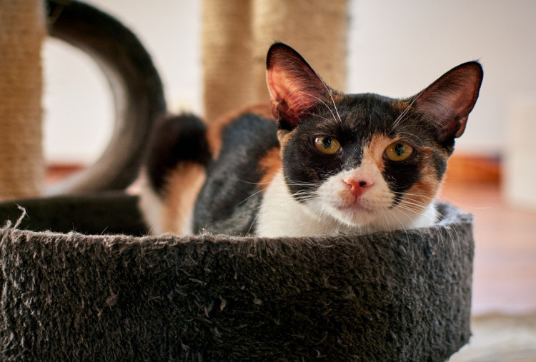 Arti Kucing Mati di Rumah, Benarkah Tanda Sial atau Sekadar Mitos?