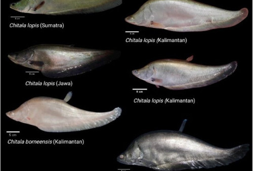 Sempat Disebut Punah, Ikan Belida Jawa Ditemukan Kembali 