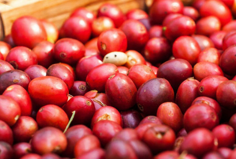 Peluang Kopi Indonesia di Tengah Dinamika Global