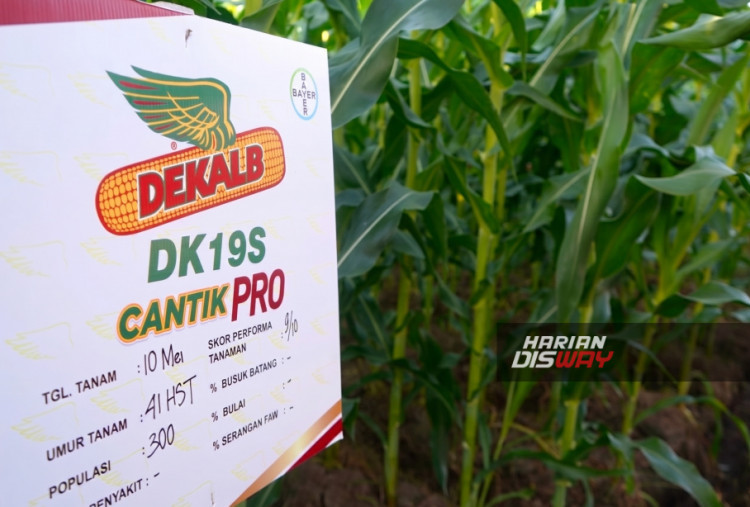Partisipasi Bayer di PENAS 2026 juga diwujudkan melalui Gelar Teknologi Jagung, anjungan informasi pertanian, serta lahan demplot yang menjadi sarana edukasi dan pendampingan bagi sekitar 500 petani. Melalui kombinasi benih unggul, praktik budidaya yang tepat, dan pendampingan lapangan, Bayer berharap dapat mempercepat adopsi teknologi pertanian modern sekaligus mendukung pencapaian target produksi jagung nasional yang terus ditingkatkan pemerintah.