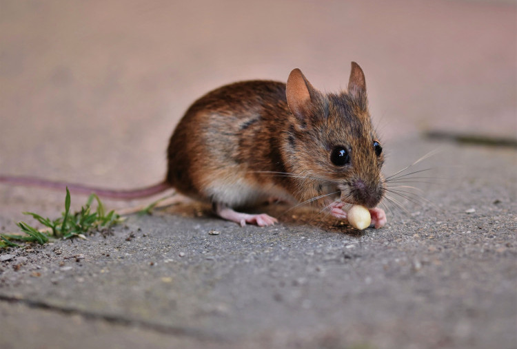 5 Bahaya Kencing Tikus bagi Kesehatan Keluarga, Waspada Leptospirosis!