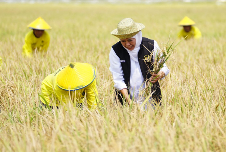 Potensi Produksi Padi Jatim Januari-Juli 2025 Tembus 8,78 Juta Ton GKP, Khofifah Siap Wujudkan Kedaulatan Pangan Nasional