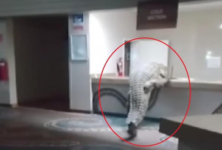 Merinding! Video Detik-detik Buaya Nil Raksasa Nyelonong Masuk ke Hotel, Terekam Naik ke Dapur