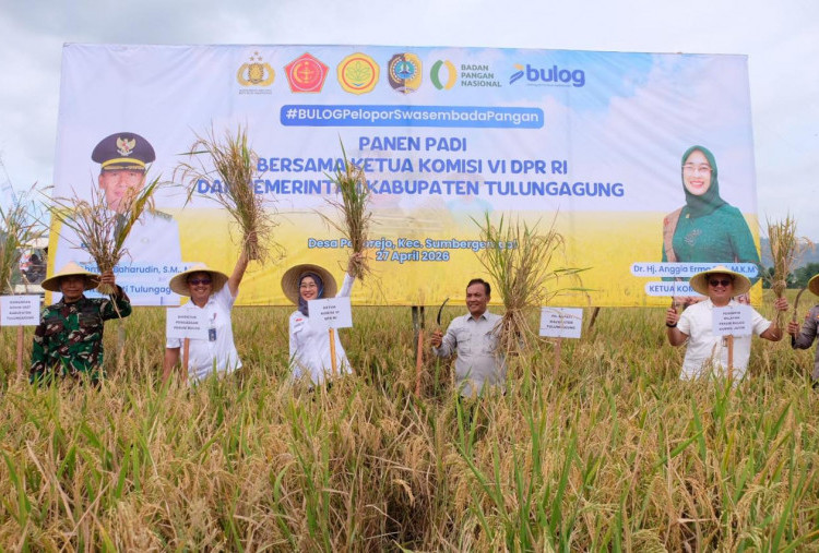 Panen Raya Tulungagung Perkuat Stok Nasional, BULOG Optimalkan Serapan untuk Ketahanan Pangan