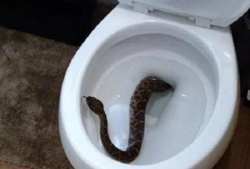 Tolong Hati-hati saat BAB di Toilet, Bisa Jadi Ada Ular Besar Bersarang di Lubang WC