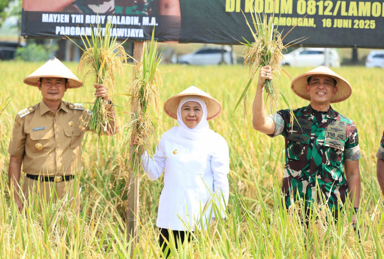 Jatim Juara Produksi Padi Nasional, Tembus 7,71 Juta Ton GKG