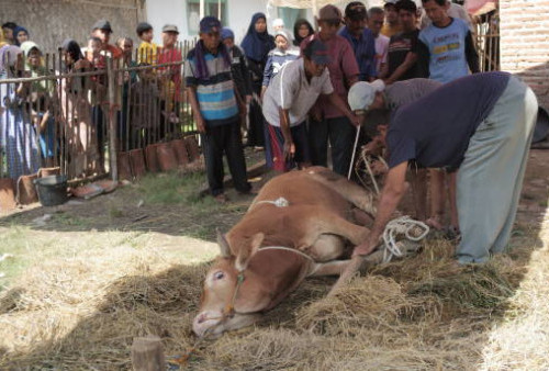 Momen Berbagi dan Menebar Kebahagiaan Saat Iduladha: Satu Daging untuk Jutaan Senyum