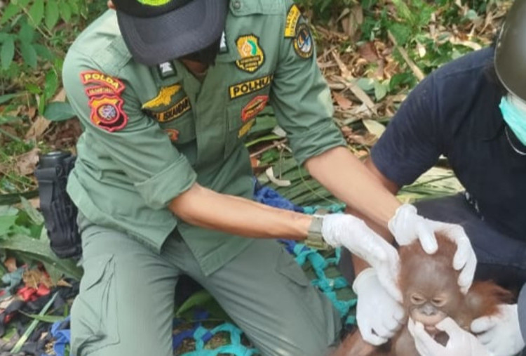Terdesak Cuaca Panas Ekstrem, 3 Orangutan Masuk Pemukiman Warga Ketapang Dievakuasi