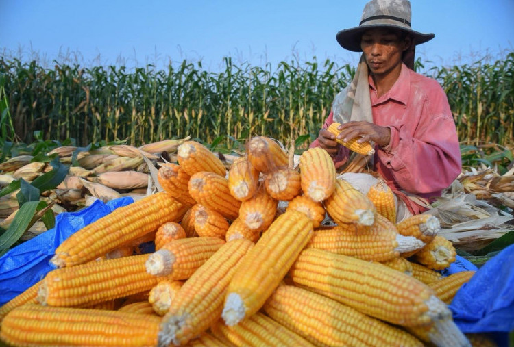 BULOG Siap Jadi Penyangga Ekosistem Jagung Nasional, Lindungi Petani dan Jaga Keberlanjutan Usaha Peternak