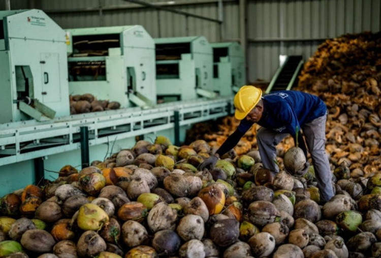 Datangkan Alat Canggih dari Tiongkok, Targetkan Olah 2,1 Juta Kelapa per Hari
