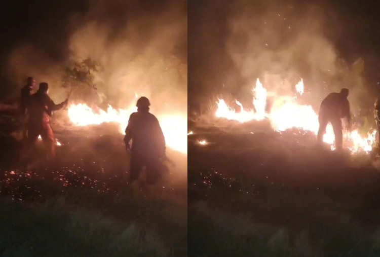 Karhutla Melanda Perbukitan Batu Kodok Situbondo, 4 Hektare Lahan Ilalang Hangus Terbakar