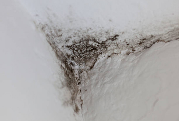 5 Langkah Mudah Hilangkan Black Mold dan Cara Pencegahannya