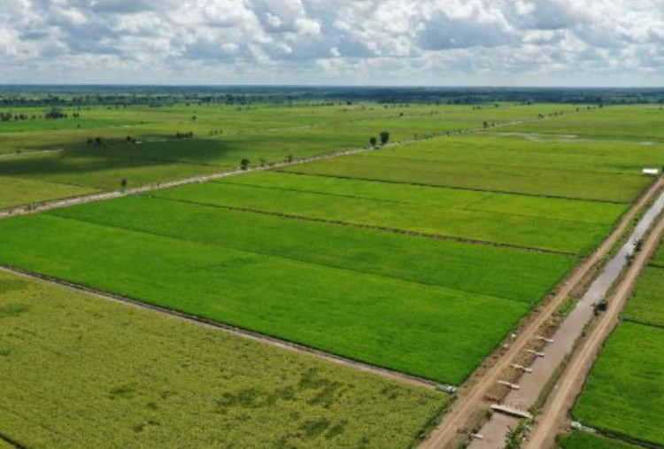 Dampak Kekeringan El Nino, Petani Tebu di Ambang Kerugian, Apa yang Dilakukan Pemerintah?