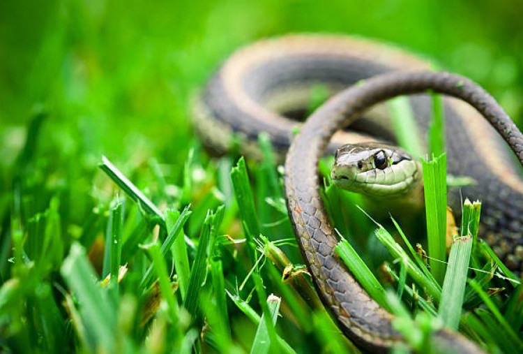 6 Arti Mimpi Didatangi Ular tapi Tidak Digigit, Tanda Perubahan hingga Pertanda Baik