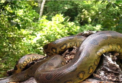  Menegangkan Momen Anaconda Serang Pemandu Wisata, Melompat dari Air dan Berusaha Menggigit Namun Gagal