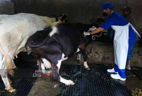 Penyuntikan Vaksin Sapi