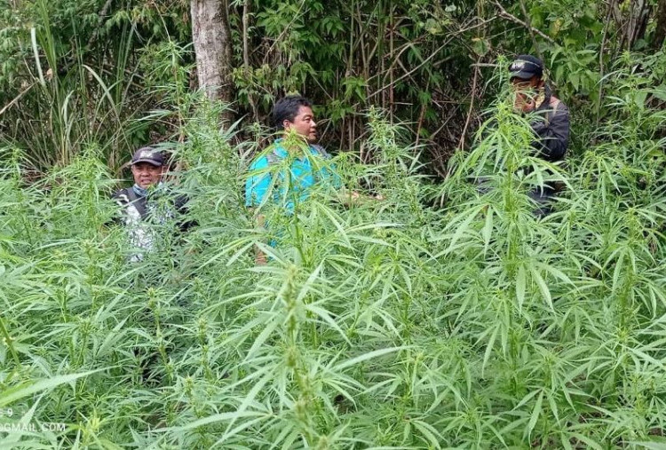 Ladang Ganja di Zona Terlarang TNBTS (Bagian I)