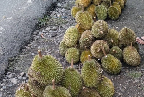 Durian Talang Sejemput Mulai Musim