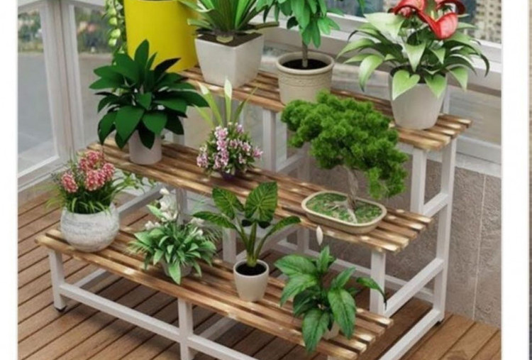 4 Tanaman Hias Penyerap Debu yang Cocok untuk Ruang Tamu