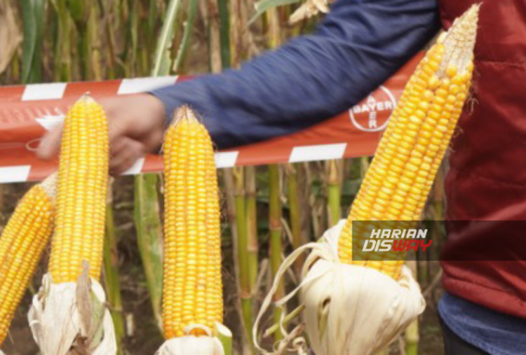 Produktivitas Jagung Jawa Tengah Meningkat, Dukung Ketahanan Pangan Nasional