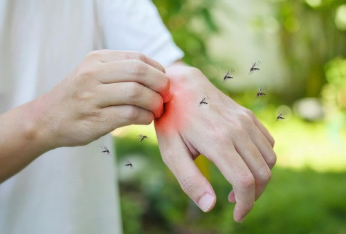 Mengapa Nyamuk Lebih Suka Menggigit Anda? Berikut Penjelasannya...