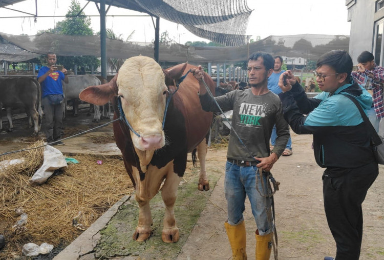 Prabowo Beli Sapi Kurban 1,1 Ton dari Peternak di Jatiasih, Harganya Rp85 Juta