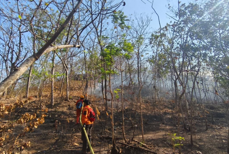 Selain di Bromo, Karhutla Juga Terjadi di Ponorogo dan Trenggalek