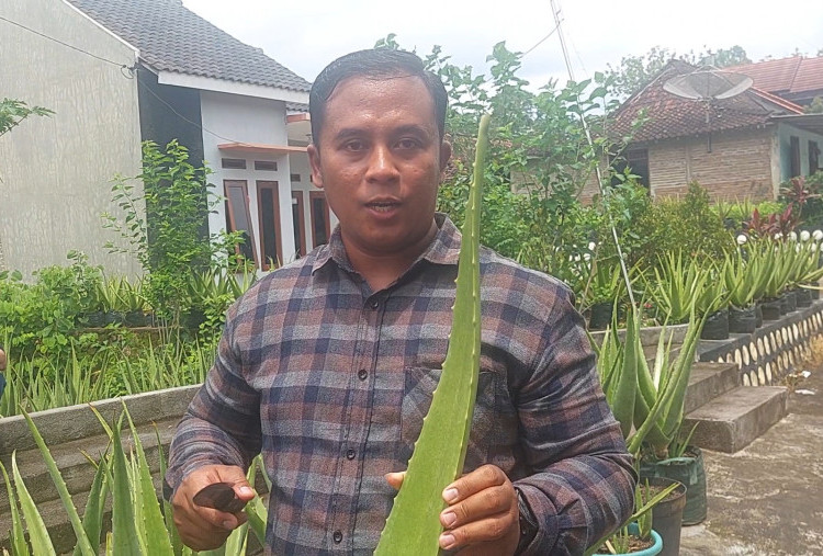 Kisah Sukses Alan Efendhi, Modal Otodidak Jadi Petani Lidah Buaya Kini Beromzet Rp30 Juta