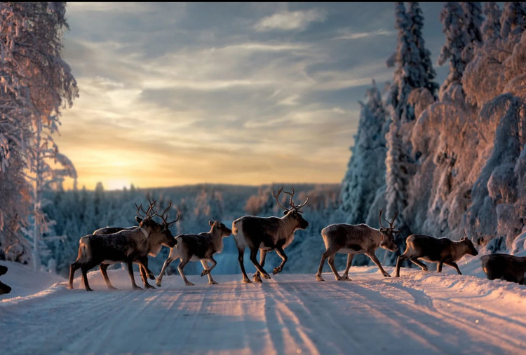 Swedia dan Wisata Sleep Tourism, Manfaatkan Pesona Alam dan Musim Dingin