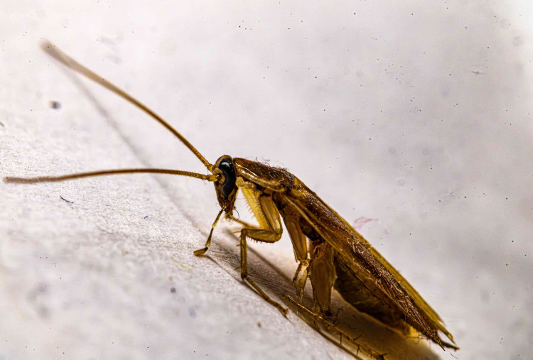 5 Cara Alami Mengusir Kecoak Tanpa Insektisida, Mudah dan Murah