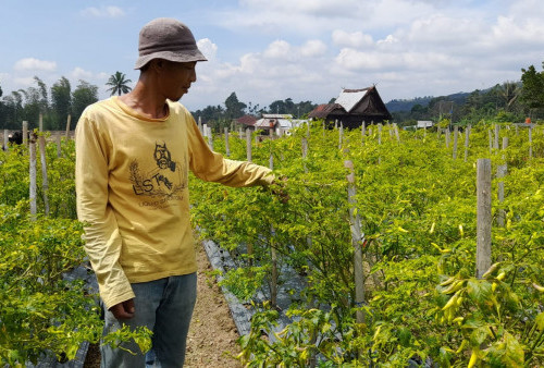 Di Pagaralam Melonjak, Cabai Setan Tembus Rp80 Ribu