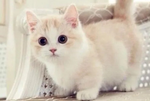 Mengenal Kucing Munchkin Berkaki Pendek Karena Mutasi Genetik Alami