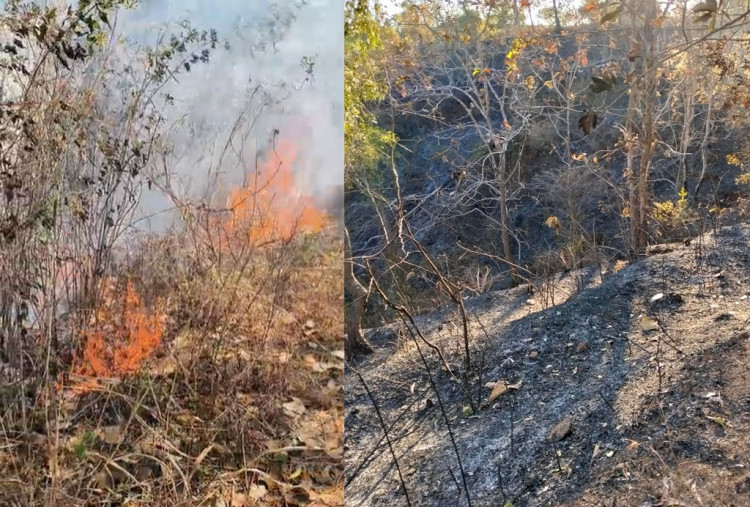 Kebakaran Hutan dan Lahan Terjadi di Sejumlah Kabupaten di Jawa Timur