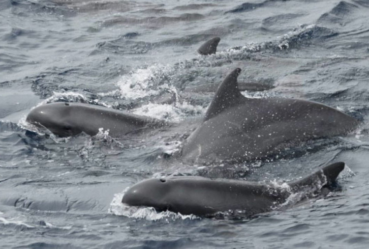 OceanX Indonesia Mission: Paus Pembunuh dan Paus Pembunuh Kerdil Terlihat di Perairan Barat Indonesia 