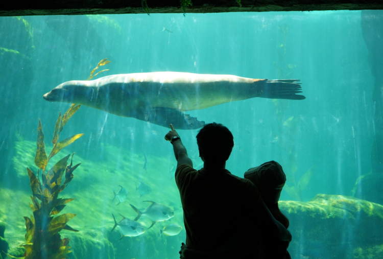 Rekomendasi Liburan Sekolah di Bali, Marine Safari Punya 10.000 Satwa dan Atraksi Bawah Laut 