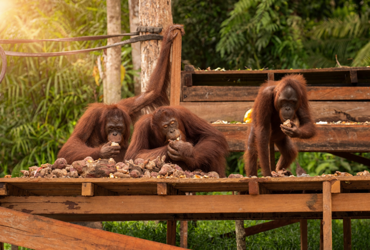 Pisang Reject Tak Terbuang, Bumibaru Manfaatkannya untuk Pakan Orangutan dan Pemulihan Lahan