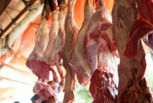 Harga Daging Sapi Mahal, Pemerintah Sediakan Daging Kerbau Bulog Murah 