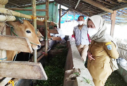 Stok Hewan Kurban Minim