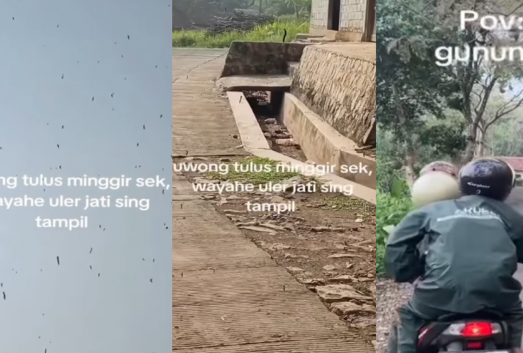 Viral Penampakan Ribuan Ulat Jati Gelantungan di Gunungkidul, Warga Pada Merinding Ketakutan