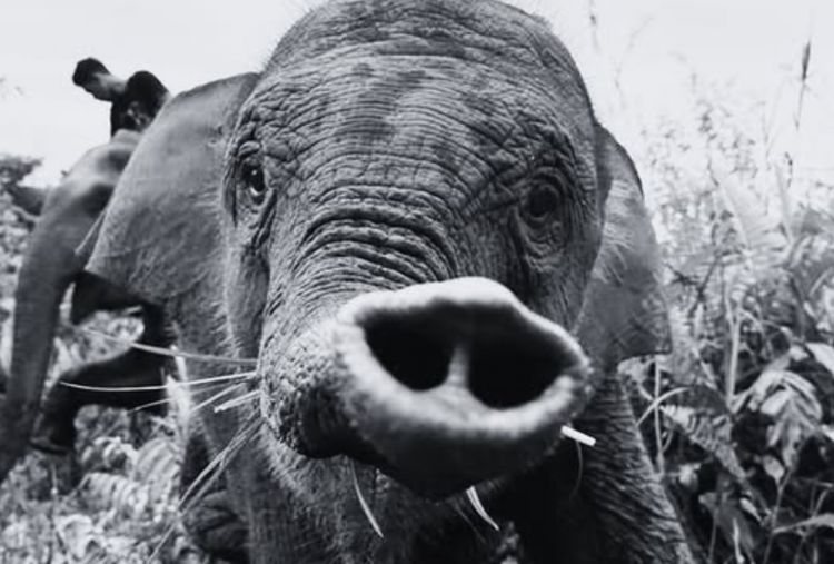 Anak Gajah Tari di TN Tesso Nilo Ditemukan Mati, Apa Penyebabnya?