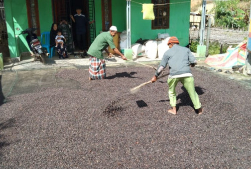 Harga Kopi Turun, Petani Tetap Jual ke Tauke